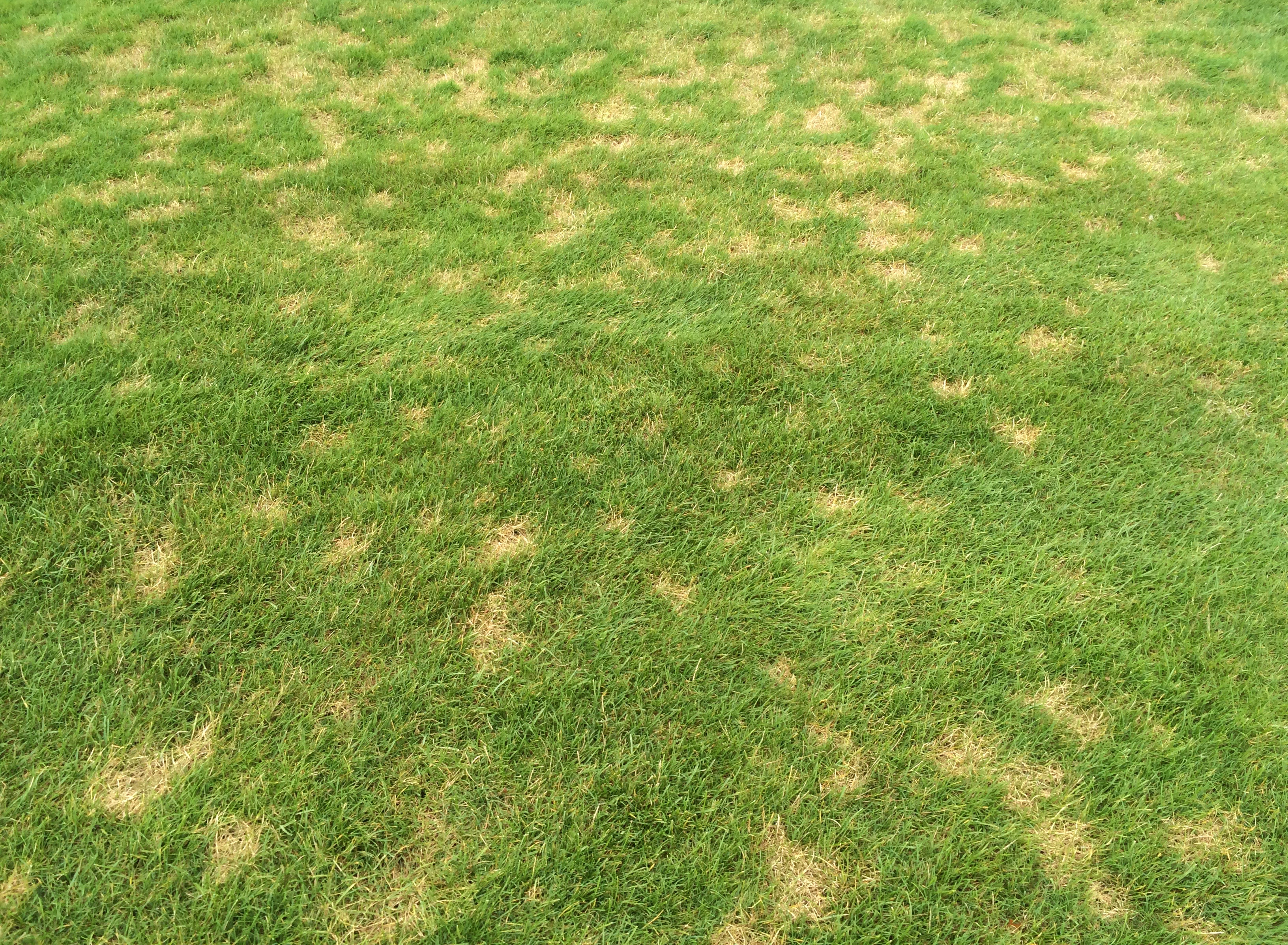 Dollar spot on grass.